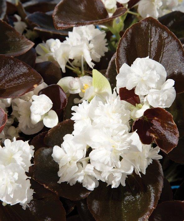 B. ‘Gum Drop Coco White’